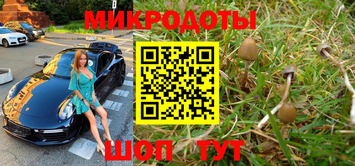 Псилоцибиновые грибы Psilocybe Карталы